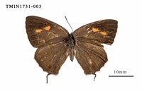 Esaki’s Hairstreak Collection Image, Figure 1, Total 3 Figures